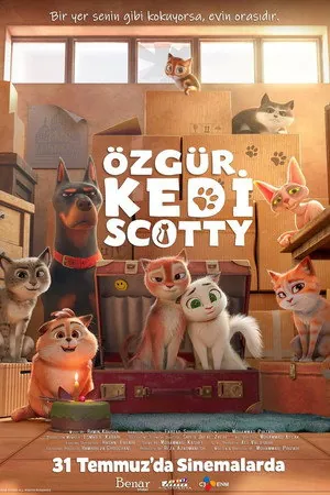 Özgür Kedi Scotty-Scotty